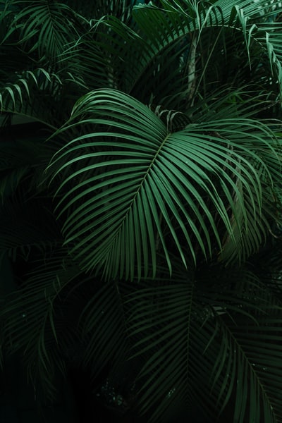 夜间绿色棕榈植物